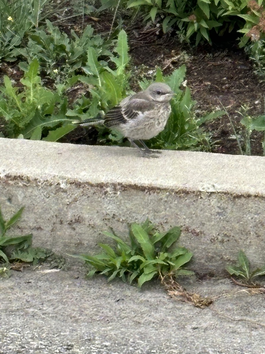 Northern Mockingbird - Marco Bouchard