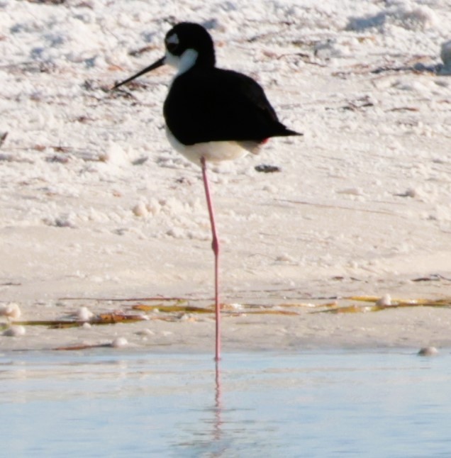 Cigüeñuela Cuellinegra - ML620704810