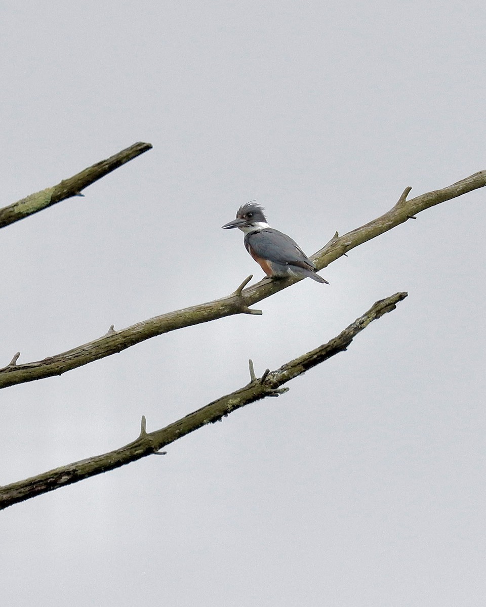 Belted Kingfisher - ML620704812