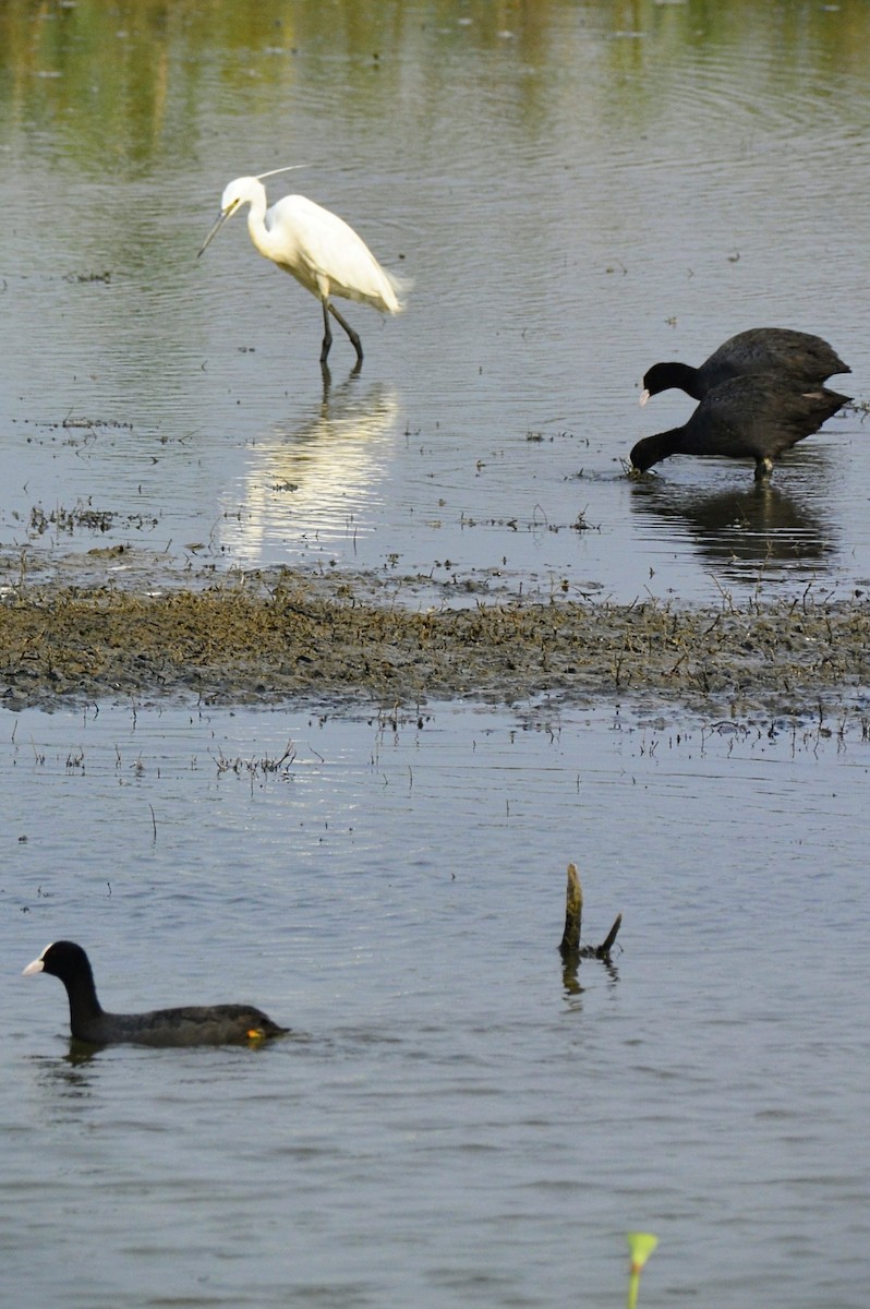 Eurasian Coot - ML620704813