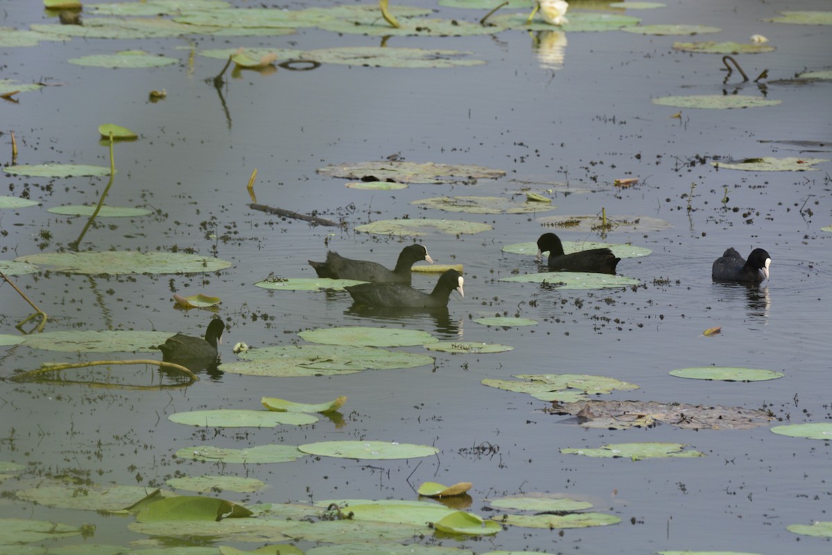 Eurasian Coot - ML620704814