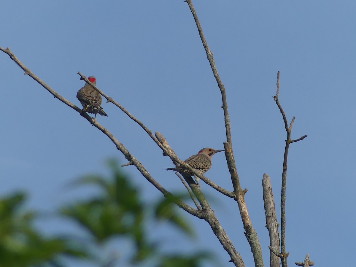 Northern Flicker - ML620704815