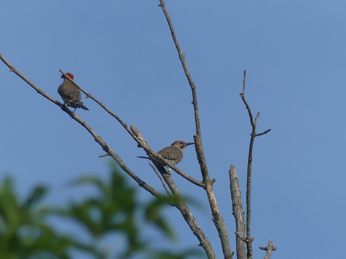 Northern Flicker - ML620704816