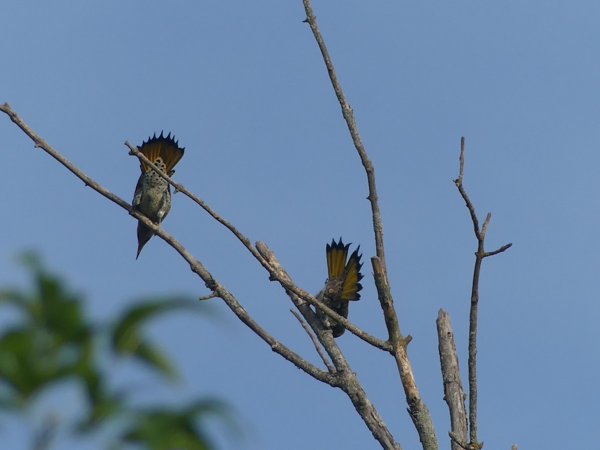 Northern Flicker - ML620704817