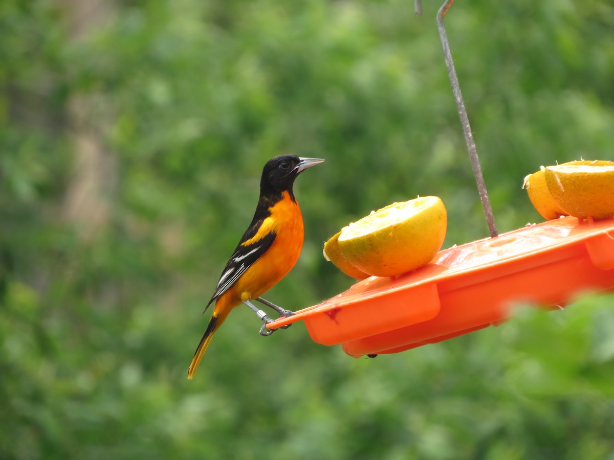 Baltimore Oriole - ML620704818