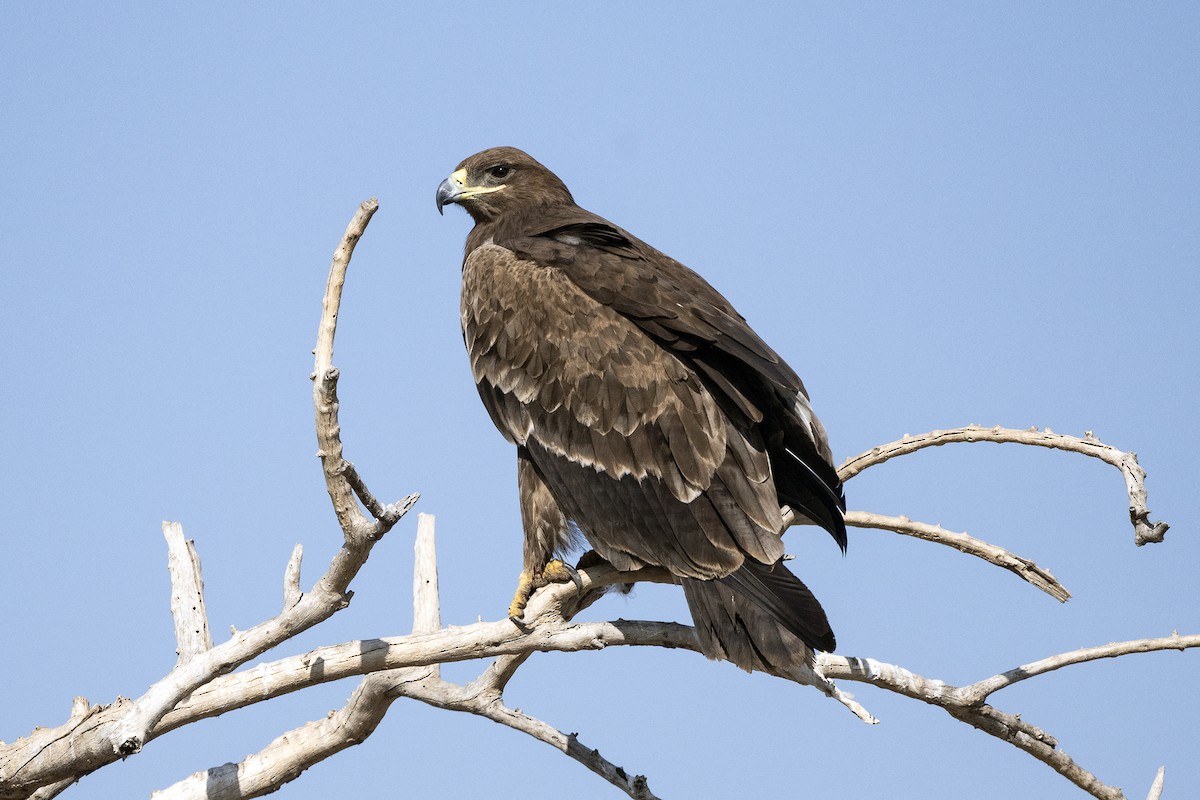 Steppe Eagle - ML620704822