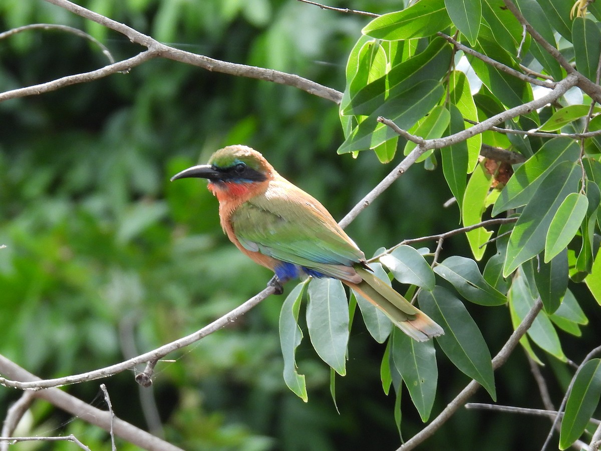 Red-throated Bee-eater - ML620704823