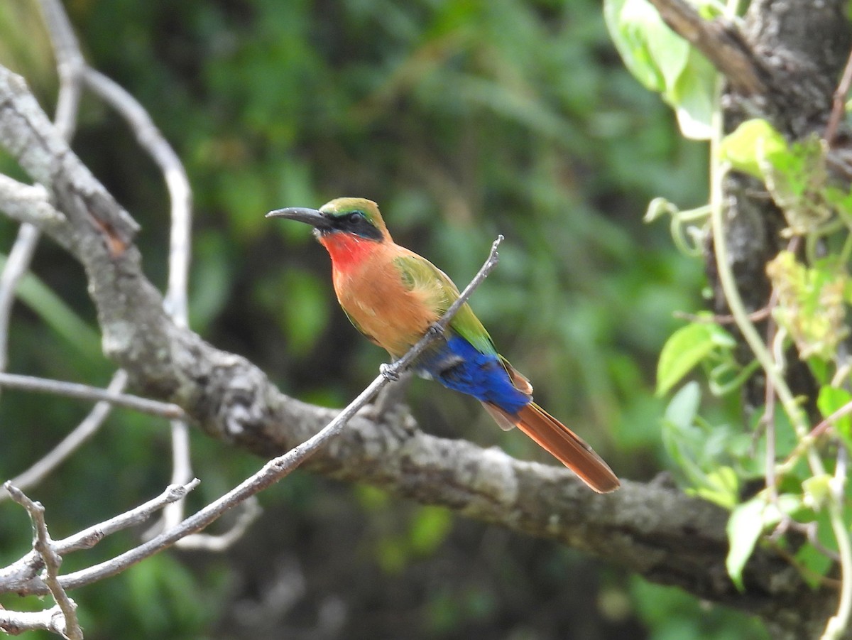 Red-throated Bee-eater - ML620704824