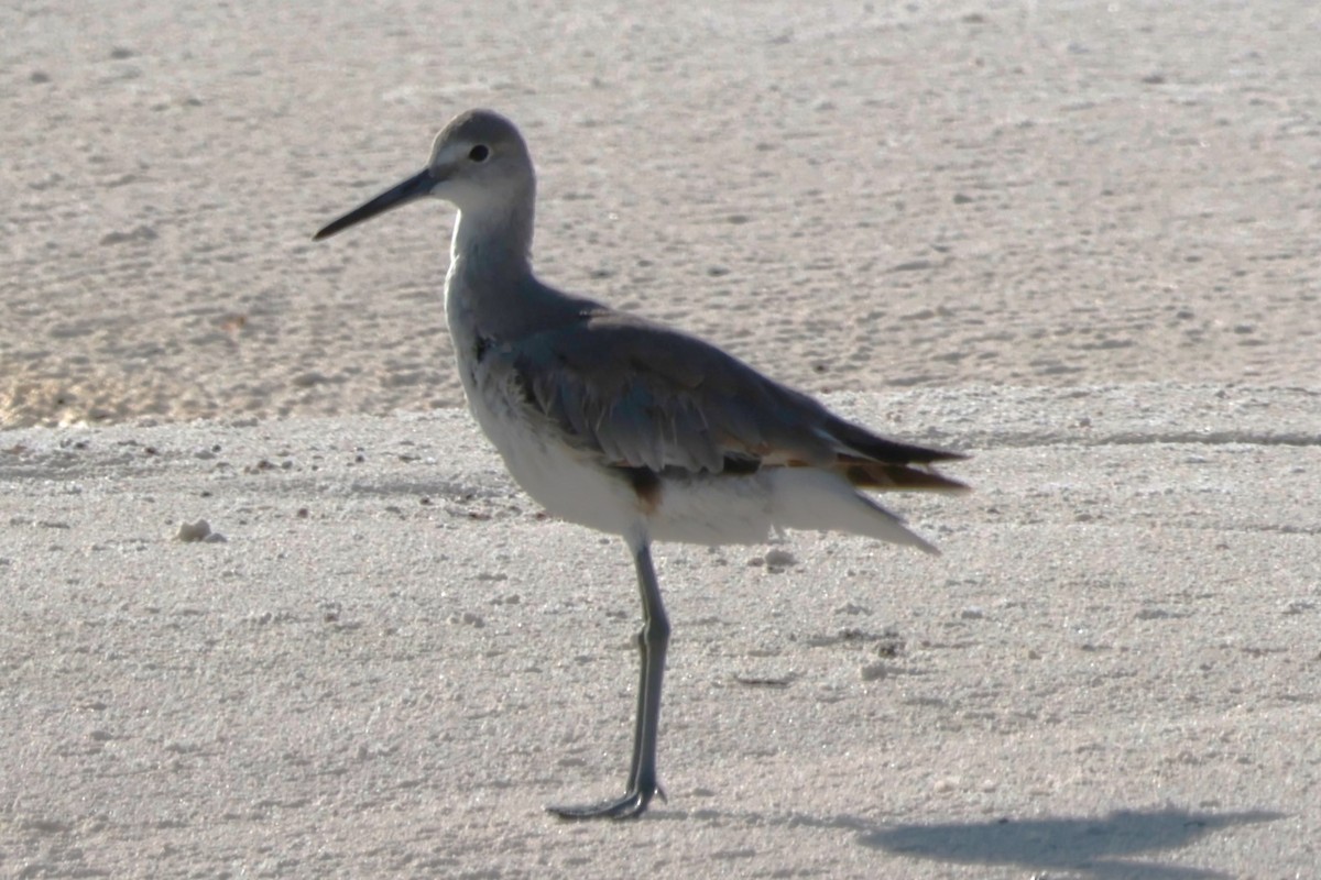 Willet - ML620704831