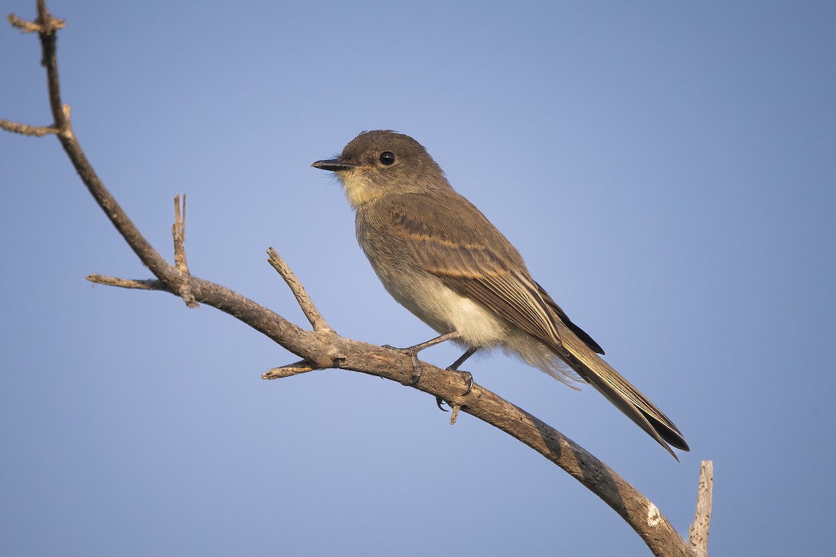 Eastern Wood-Pewee - ML620704832