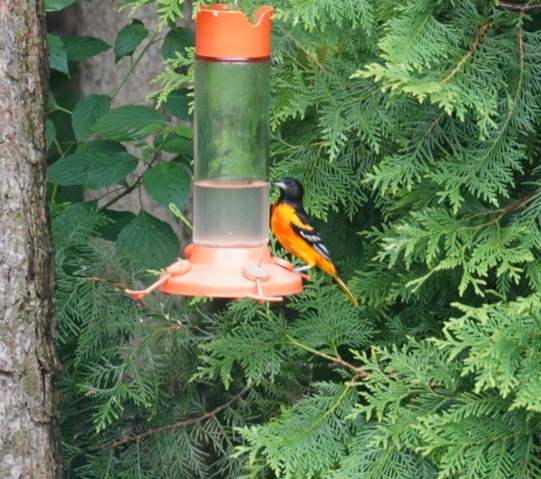 Oriole de Baltimore - ML620704833