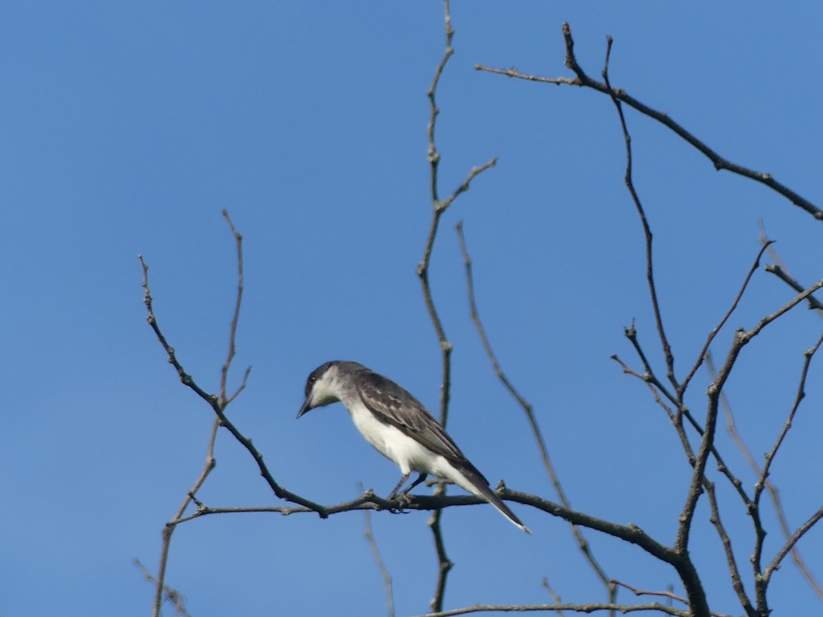 Eastern Kingbird - ML620704834