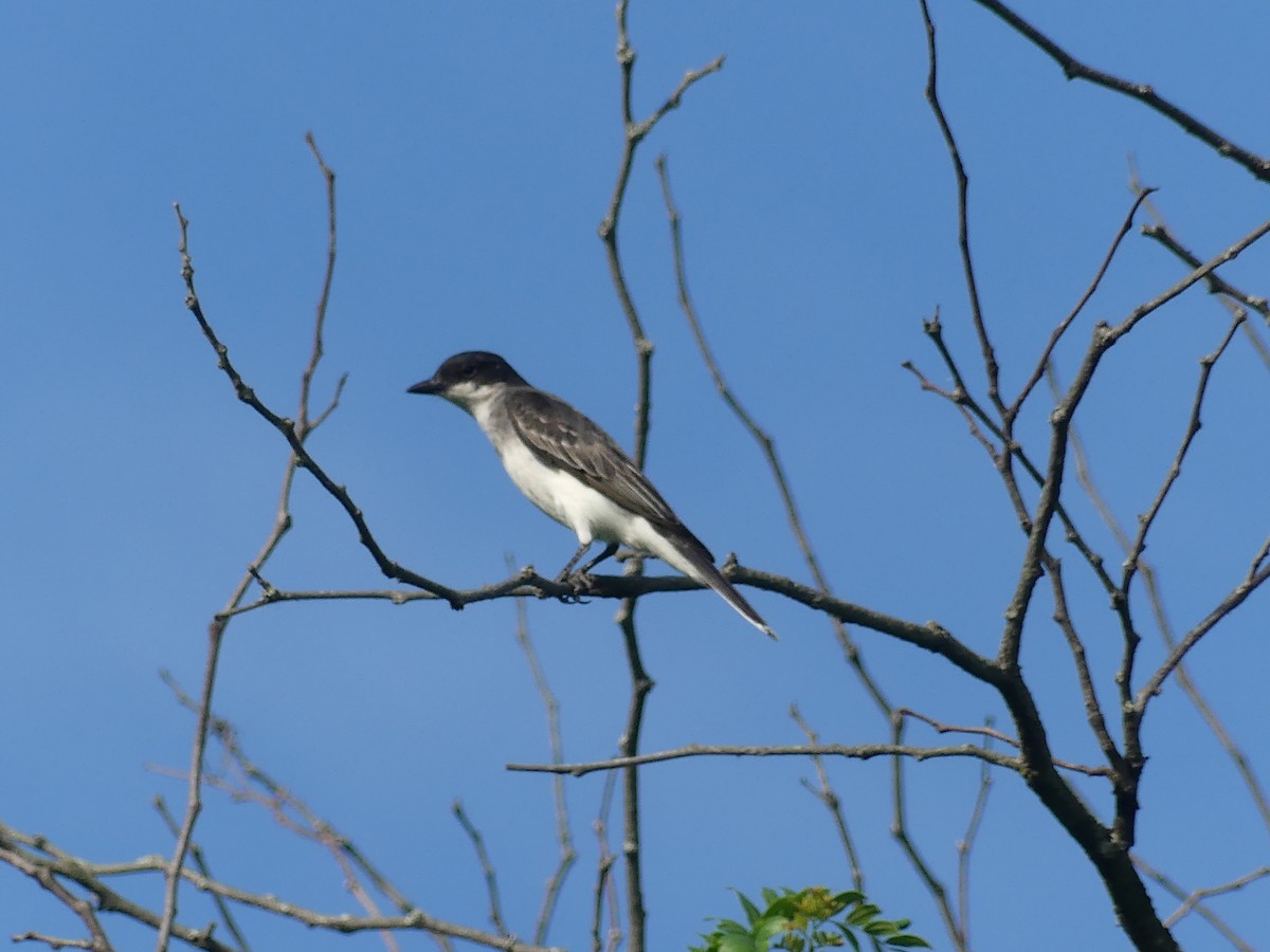 Eastern Kingbird - ML620704835