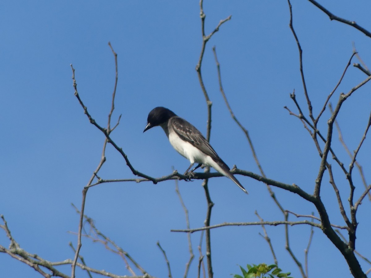 Eastern Kingbird - ML620704836