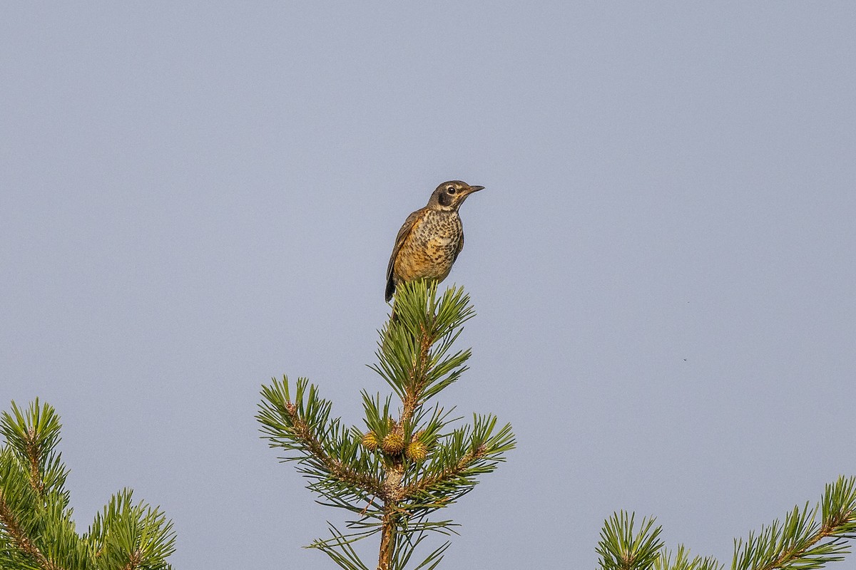 American Robin - ML620704837