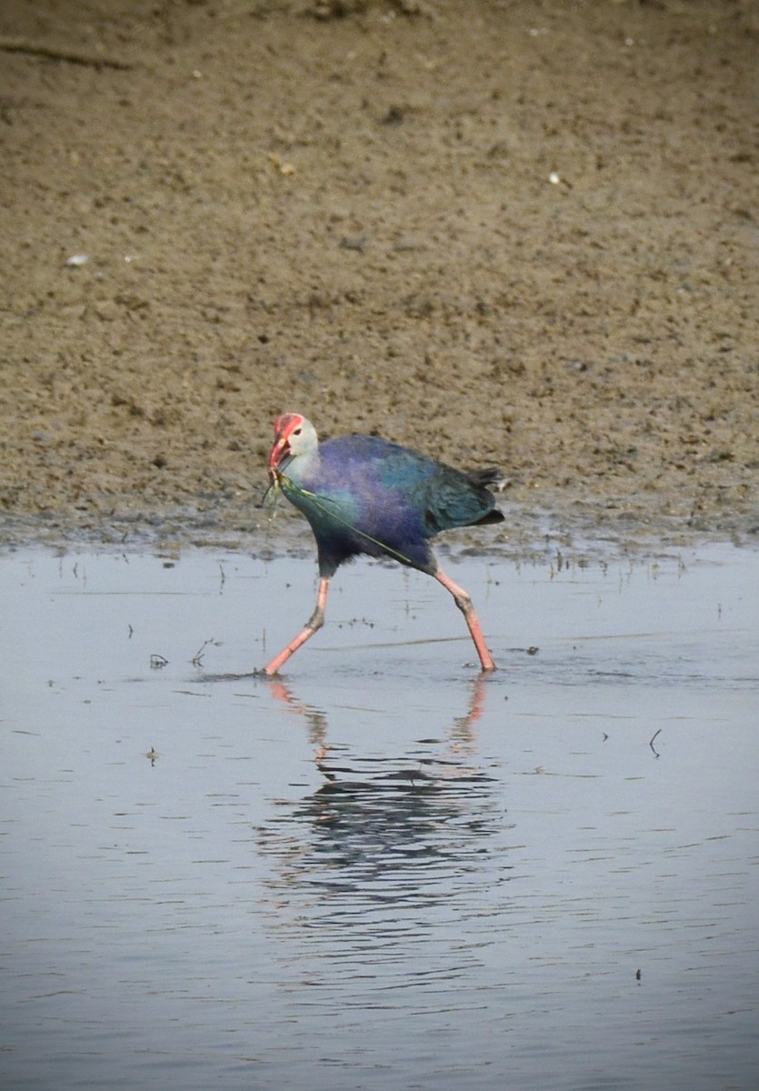 Gray-headed Swamphen - ML620704849