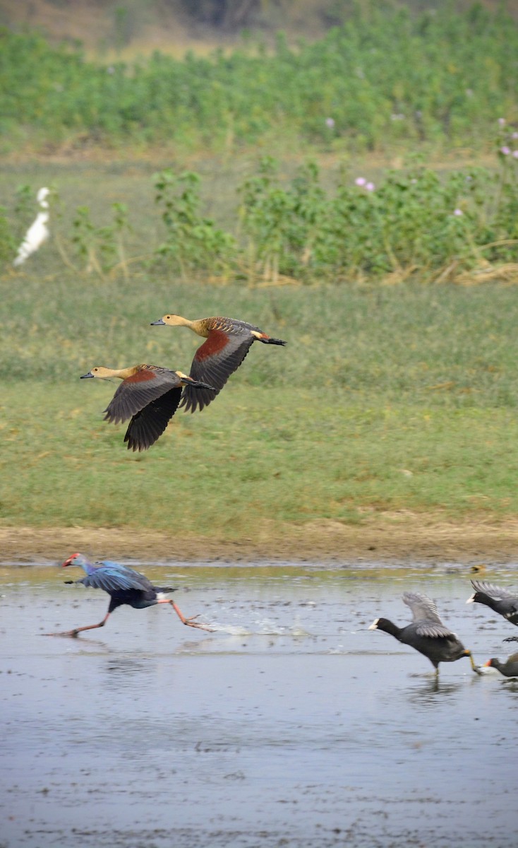 Gray-headed Swamphen - ML620704851