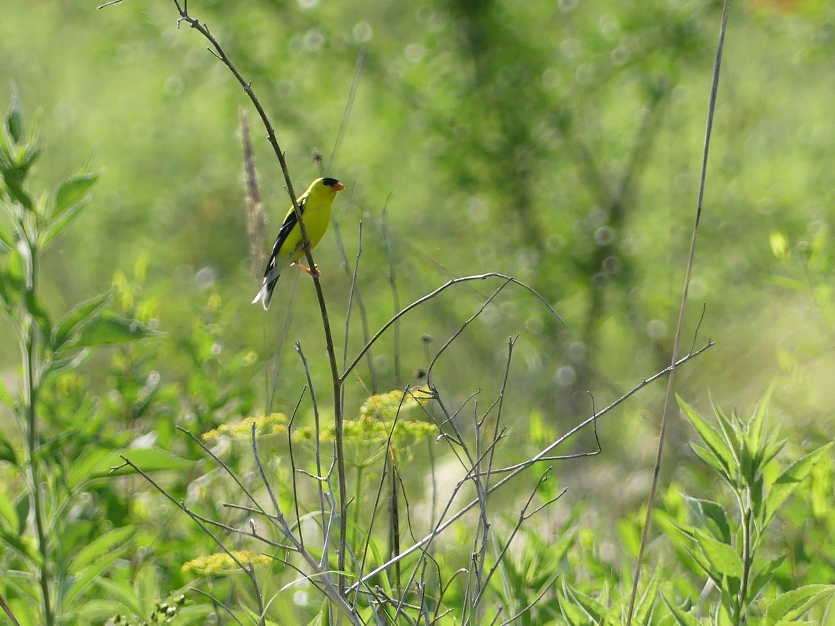 American Goldfinch - ML620704861