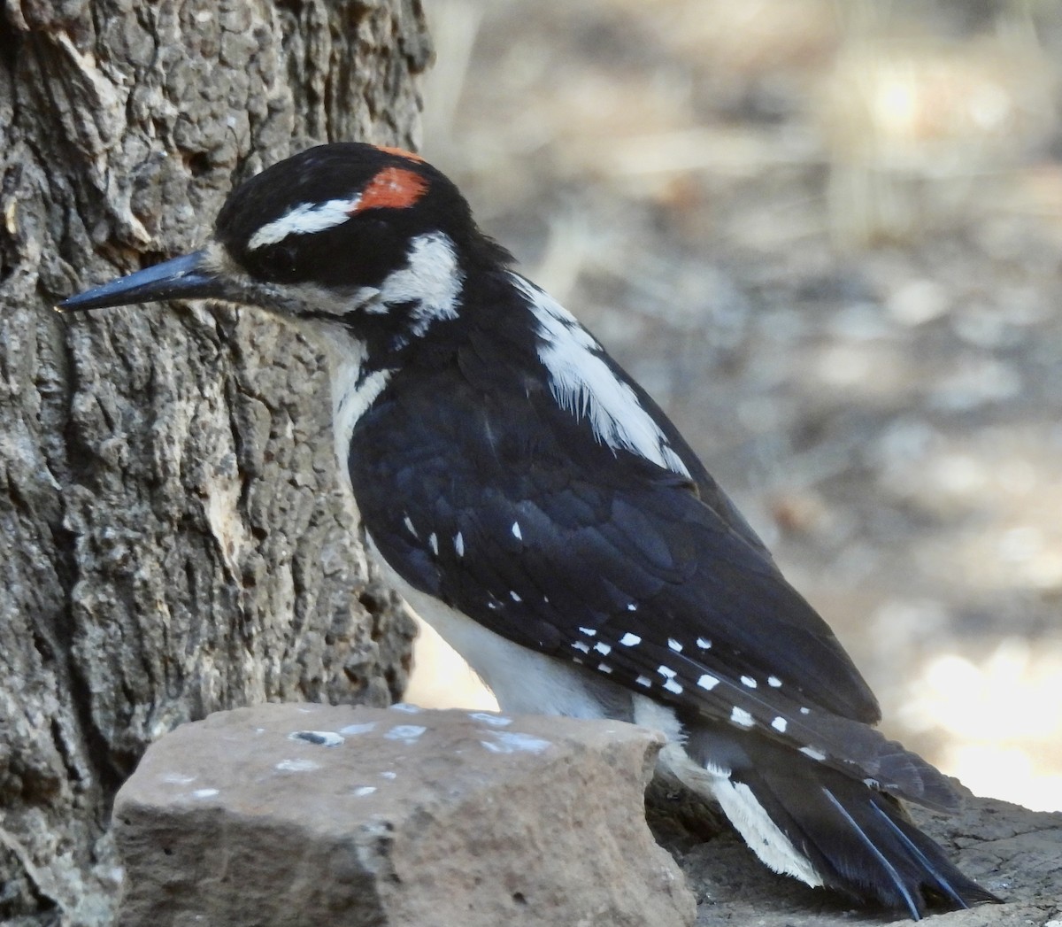 Hairy Woodpecker - Mary-Lane Baker