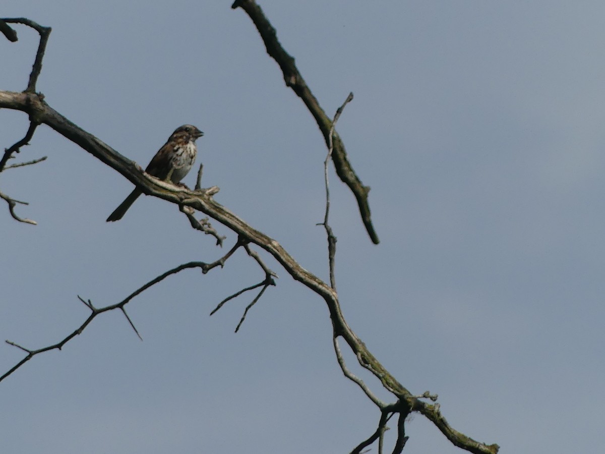 Song Sparrow - ML620704868