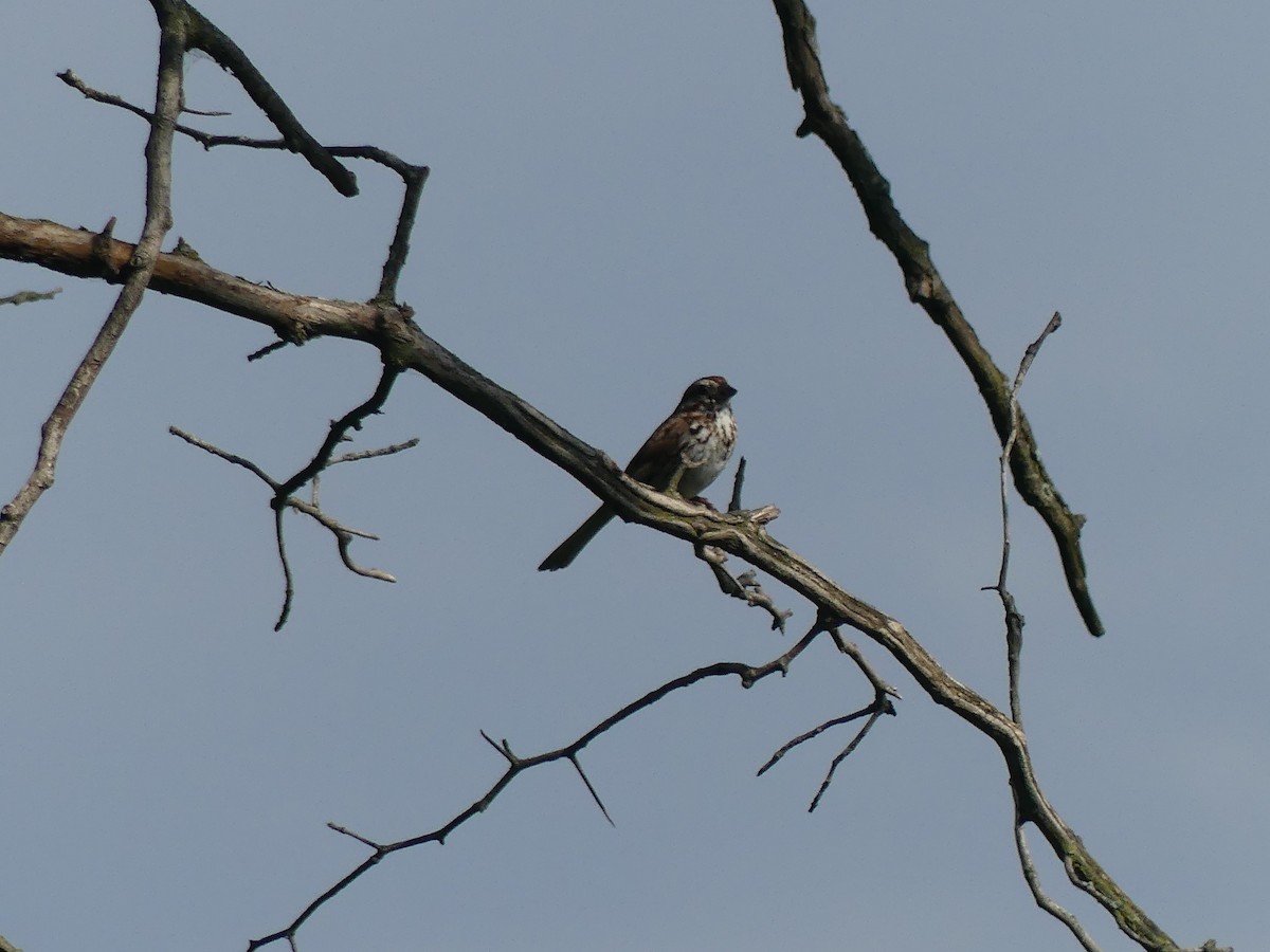 Song Sparrow - Anonymous