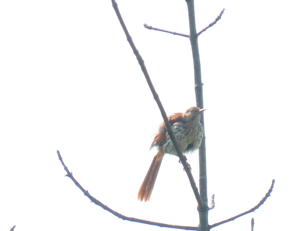 Brown Thrasher - ML620704871