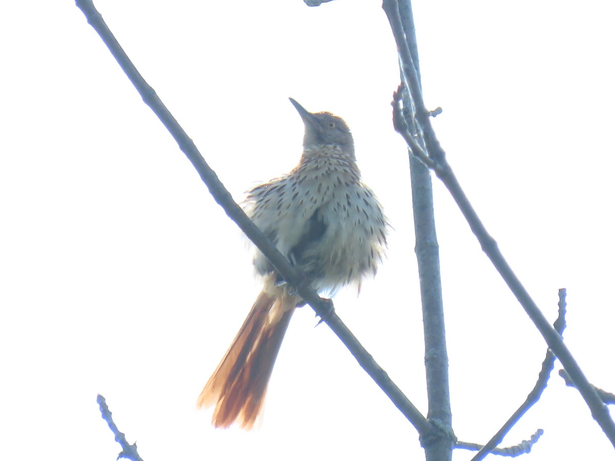 Brown Thrasher - ML620704873