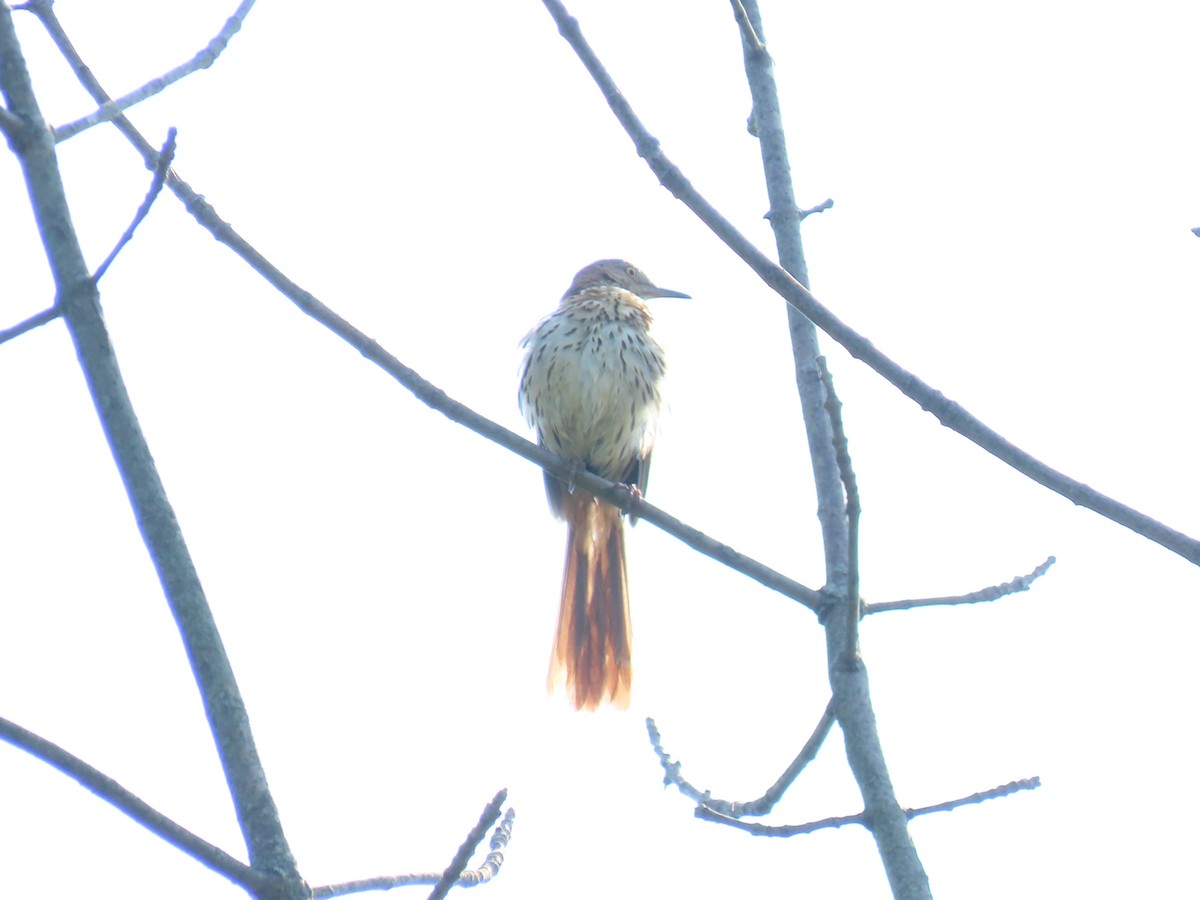 Brown Thrasher - ML620704874