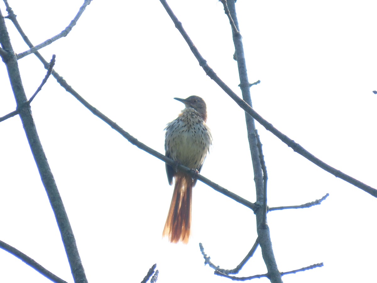 Brown Thrasher - ML620704875