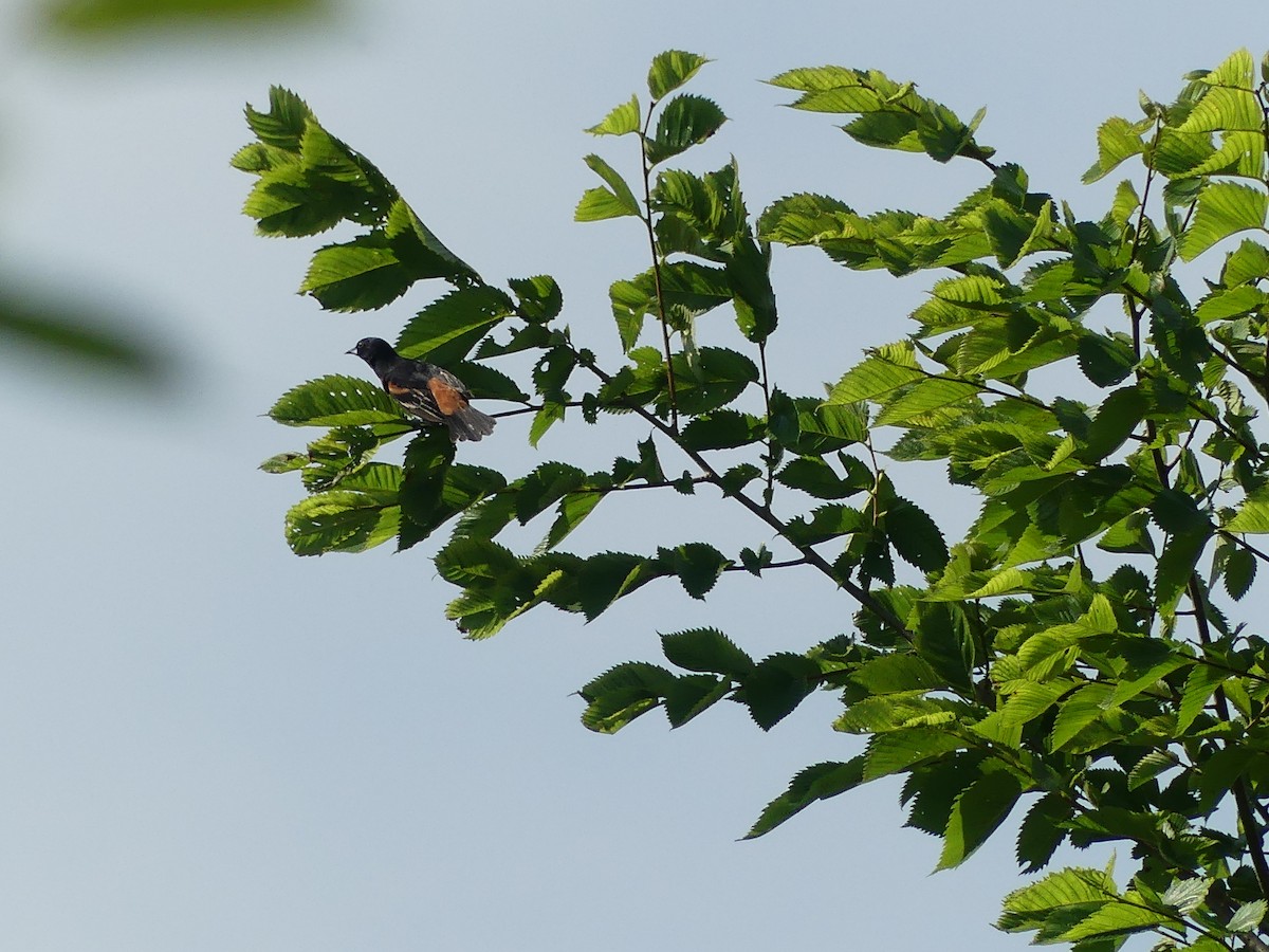 Orchard Oriole - Anonymous