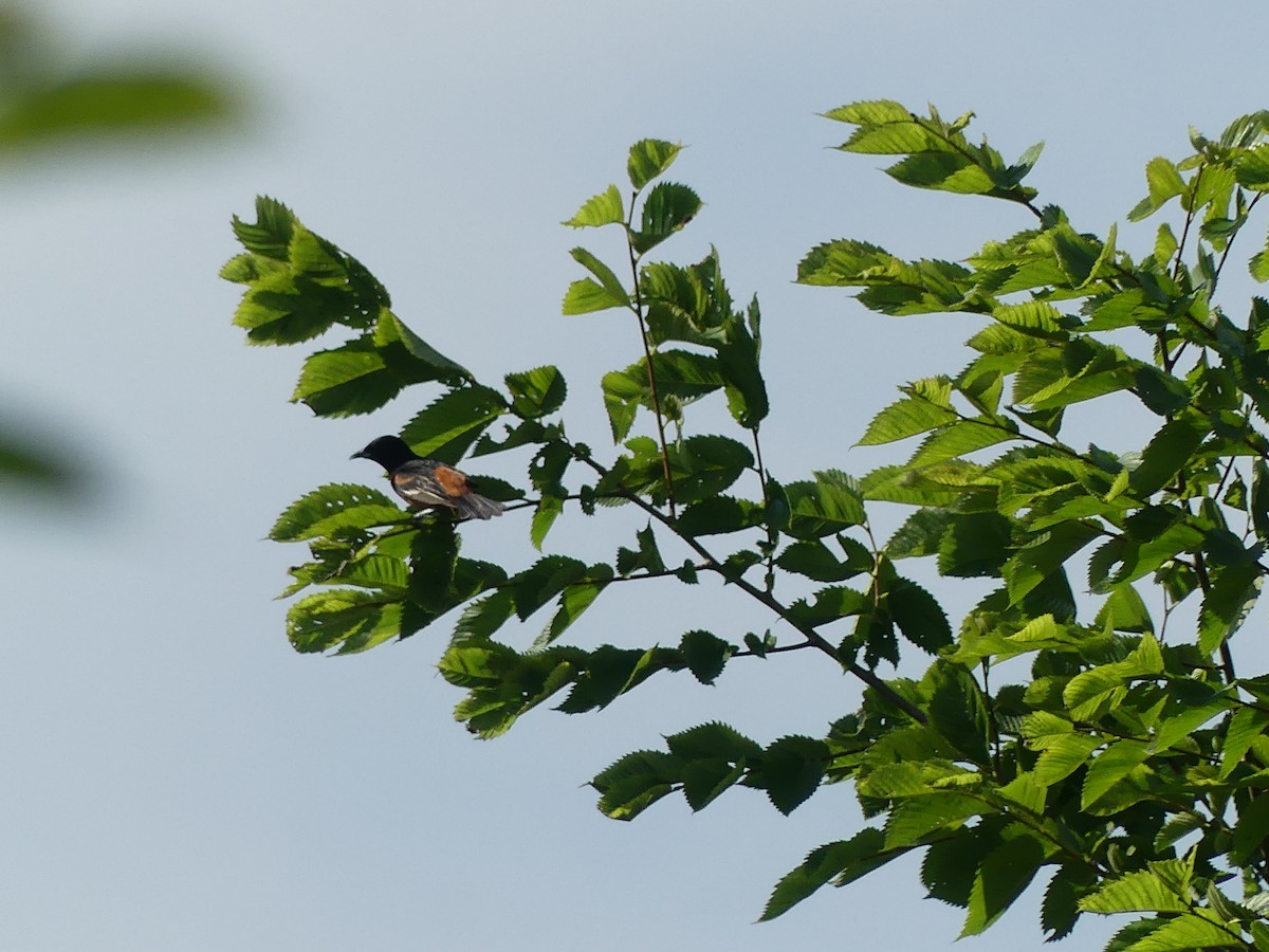 Orchard Oriole - ML620704877