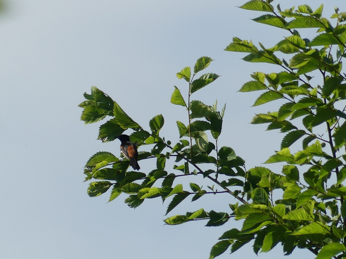 Orchard Oriole - ML620704878