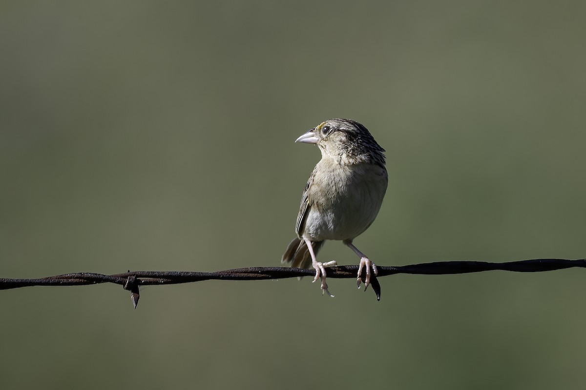 Grasshopper Sparrow - ML620704880