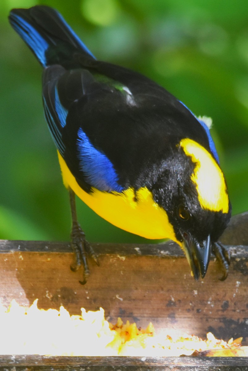 Blue-winged Mountain Tanager - ML620704882