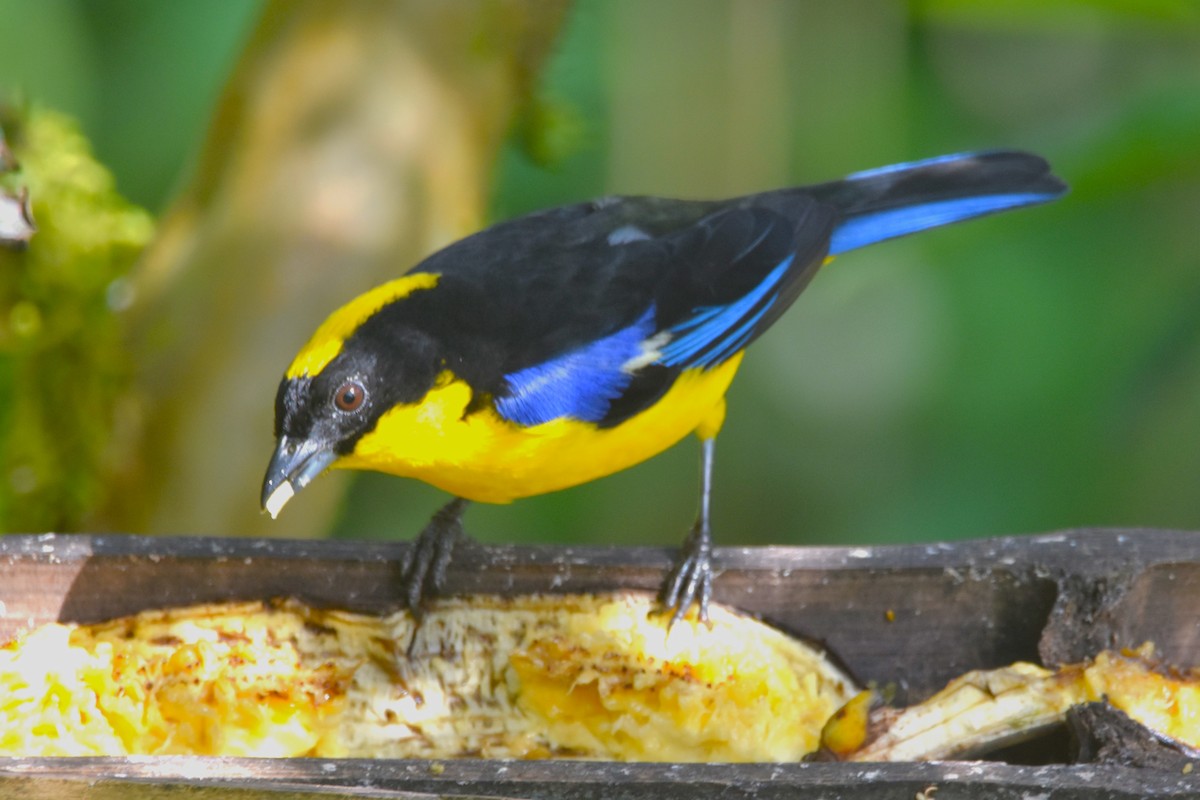 Blue-winged Mountain Tanager - ML620704883