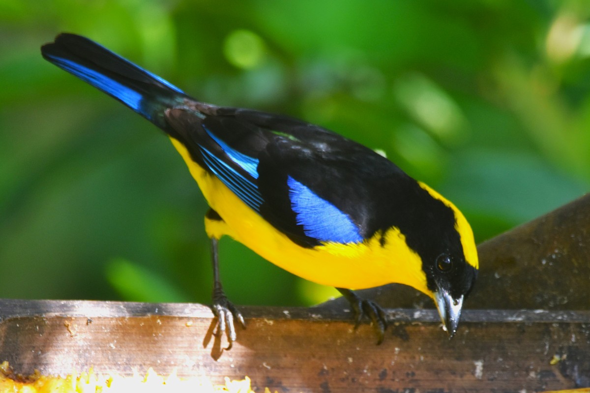 Blue-winged Mountain Tanager - Old Sam Peabody