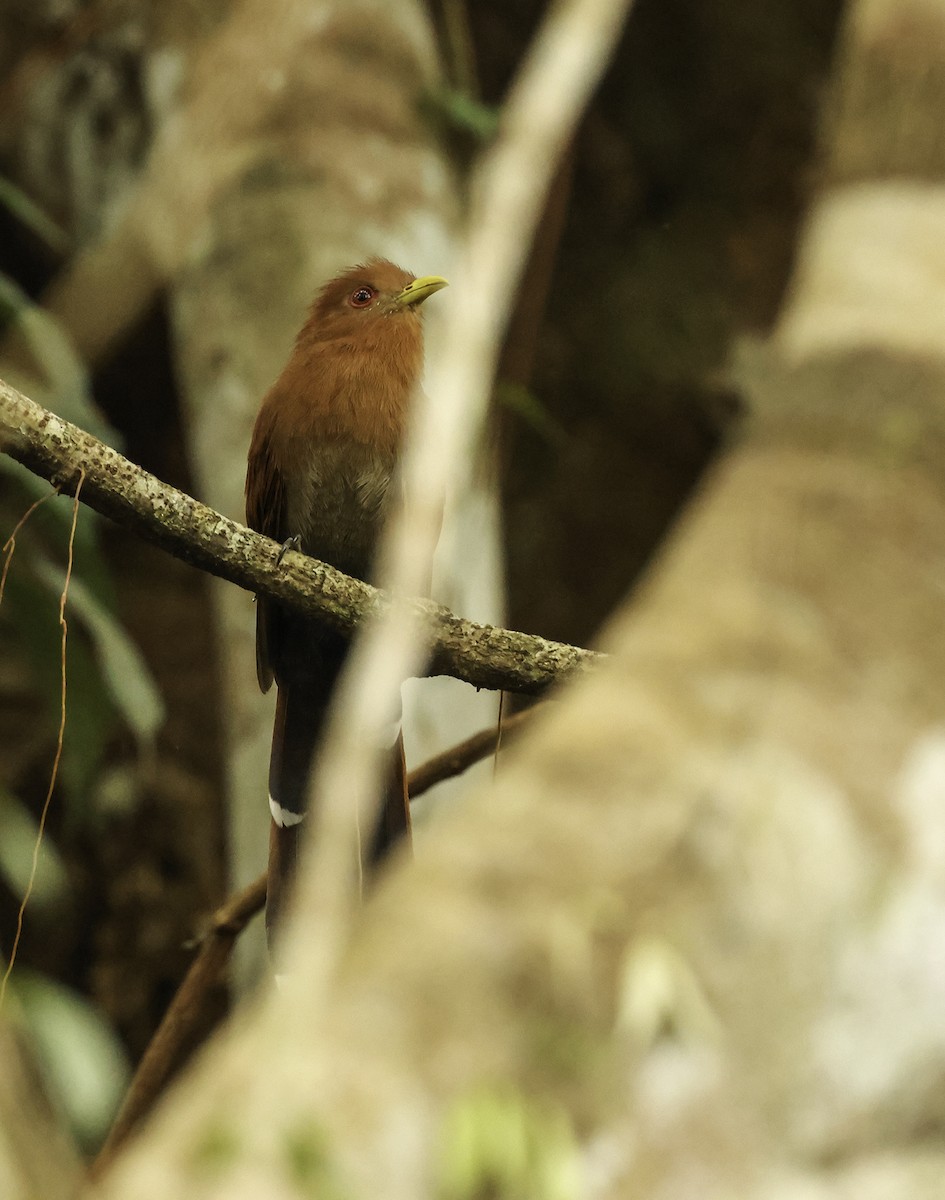 Little Cuckoo - Bill Hubick