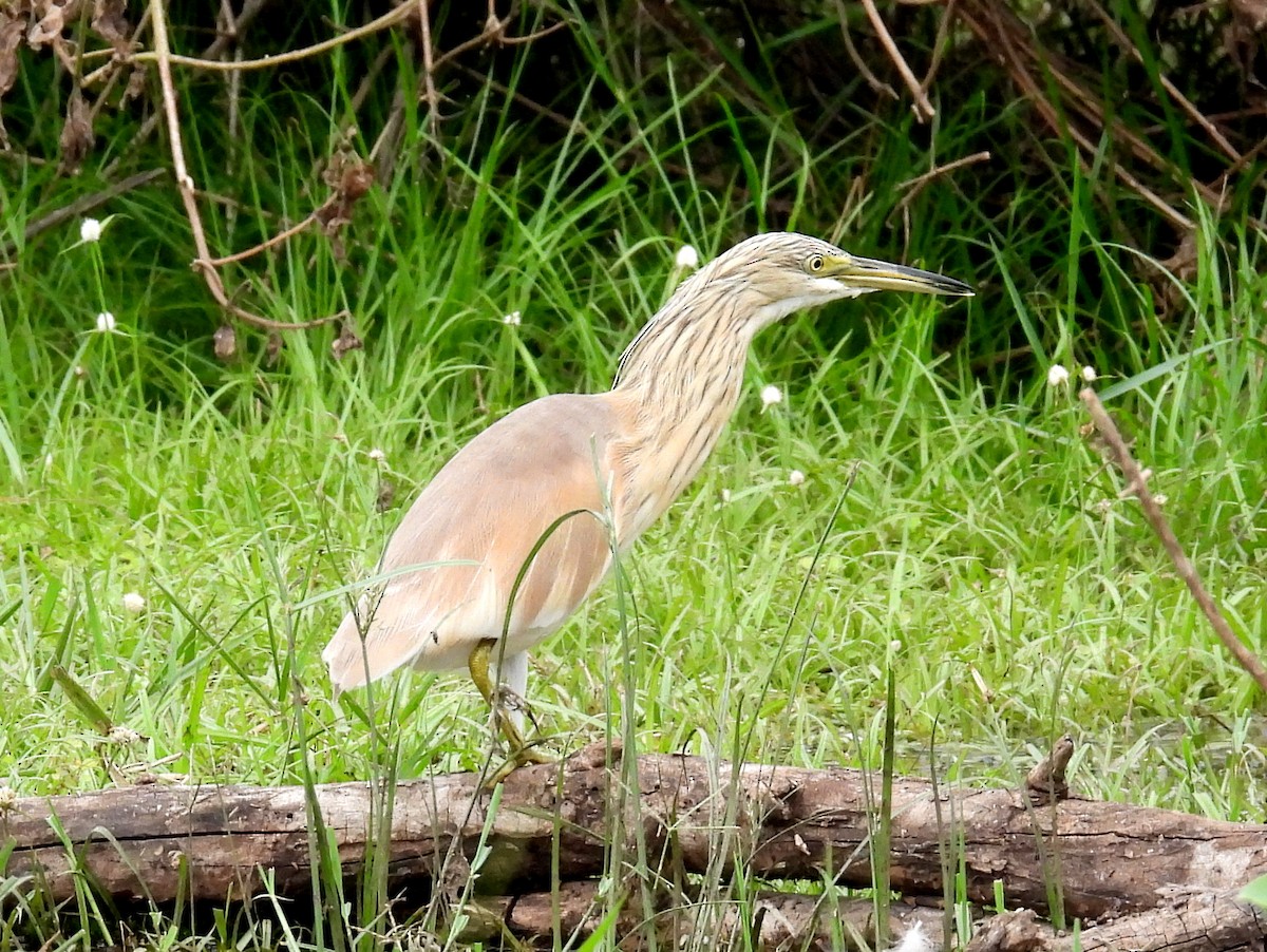 Squacco Heron - ML620704888