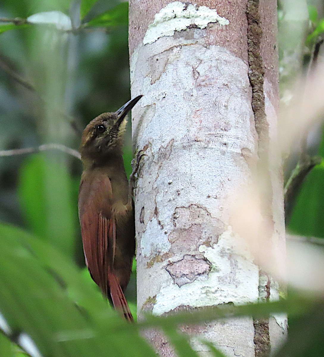 Plain-brown Woodcreeper - ML620704889