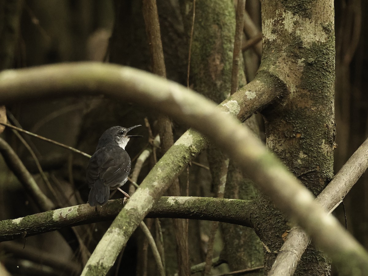 Silvered Antbird - ML620704891