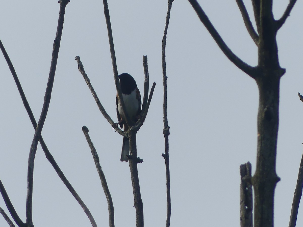 Eastern Towhee - ML620704893