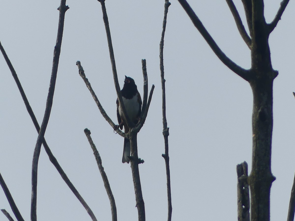 Eastern Towhee - ML620704894