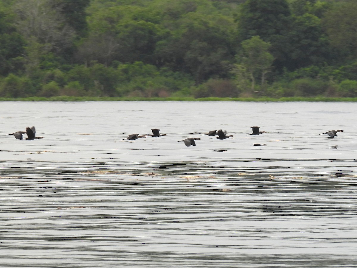 Cormorán Africano - ML620704895