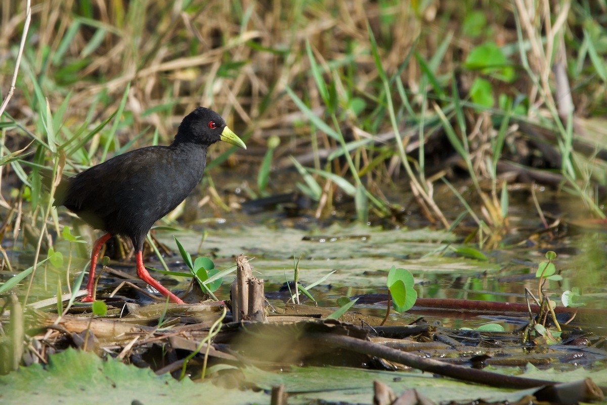 Polluela Negra Africana - ML620704897