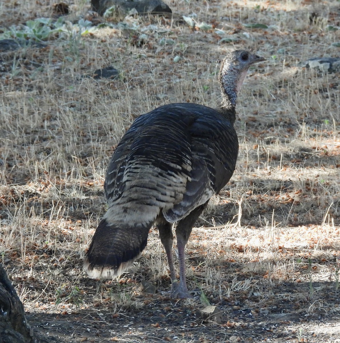 Wild Turkey - ML620704899