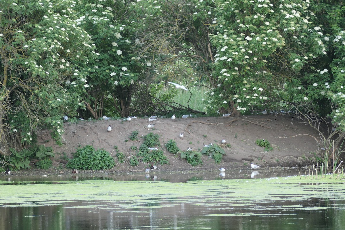 Black-headed Gull - ML620704900