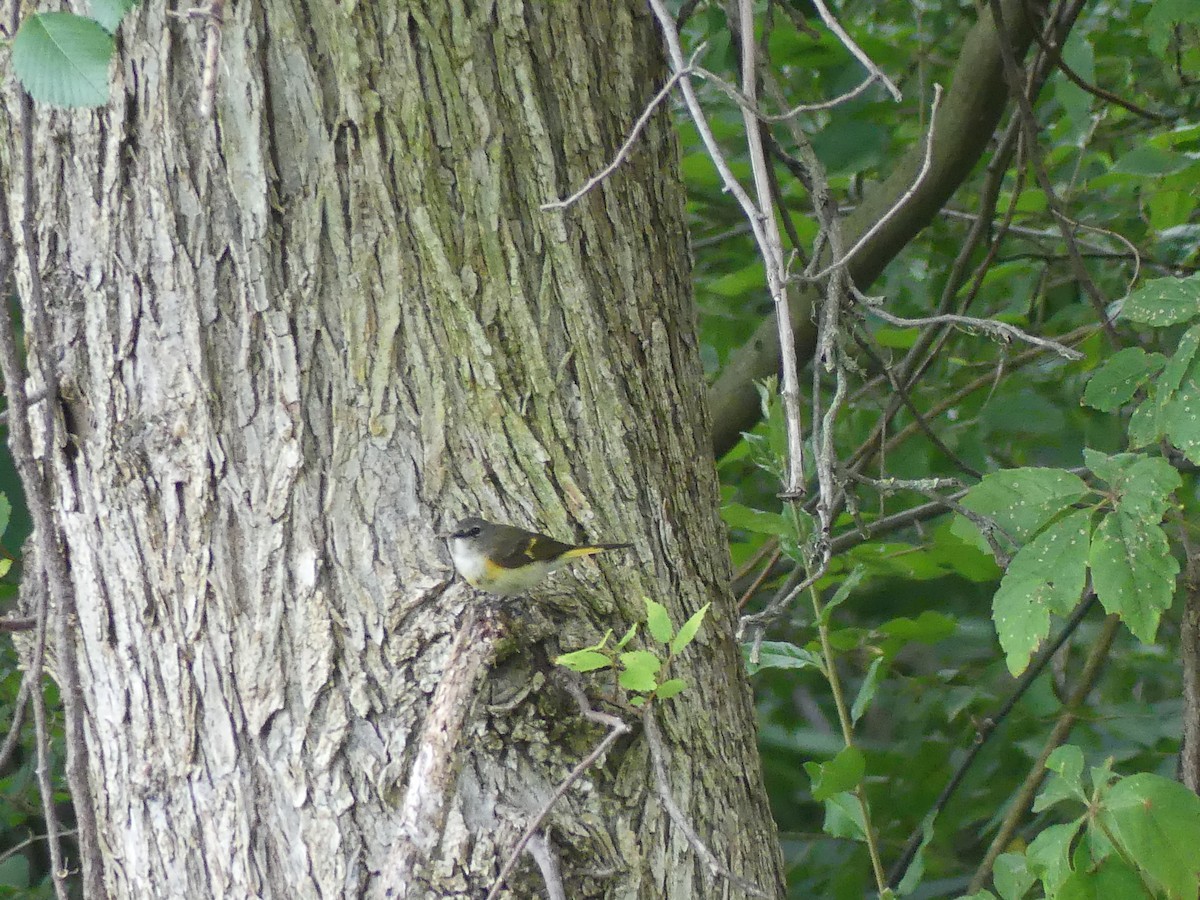 American Redstart - ML620704907