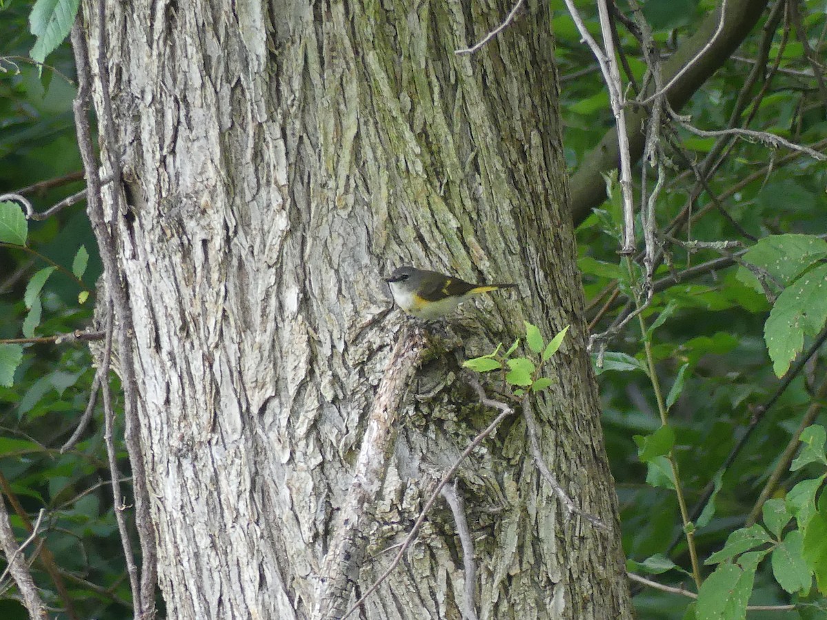 American Redstart - ML620704908