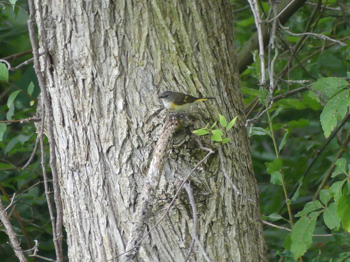 American Redstart - ML620704909