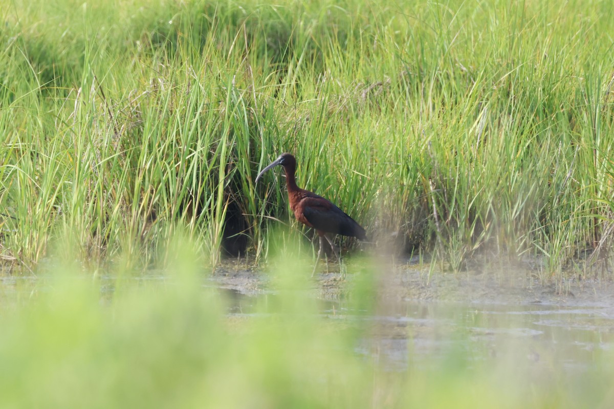 Glossy Ibis - Tracey Chan